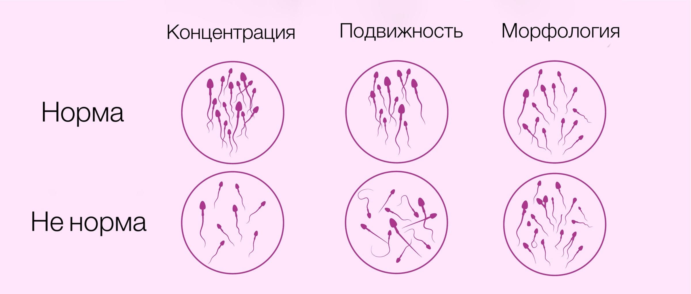 концентрация сперматозоидов в организме человека