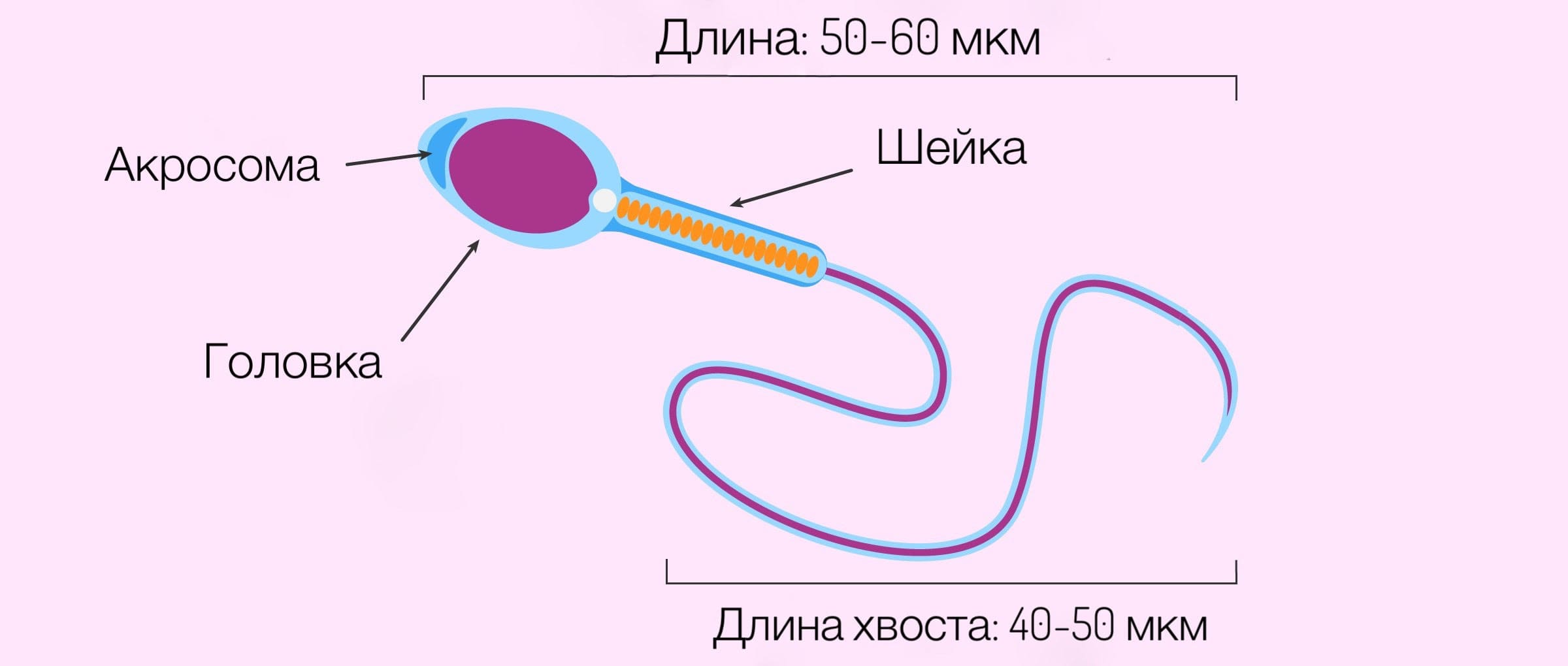 строение мужского сперматозоида