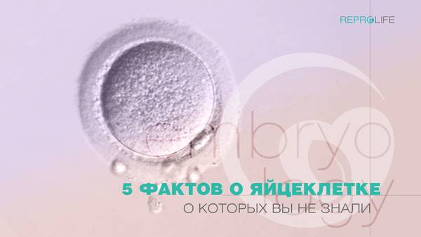 5 фактів про яйцеклітину