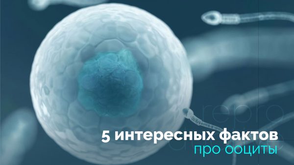 5 интересных фактов про ооциты