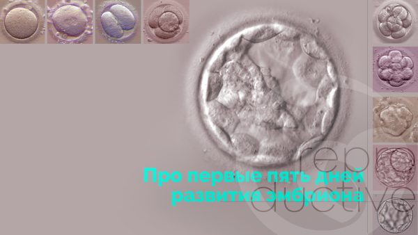 Первые пять дней развития эмбриона человека