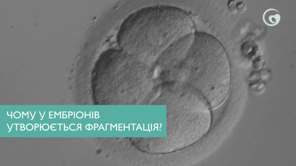 Чому у ембріонів утворюється фрагментація?