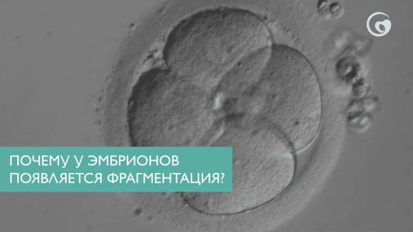 Почему у эмбрионов появляется фрагментация?