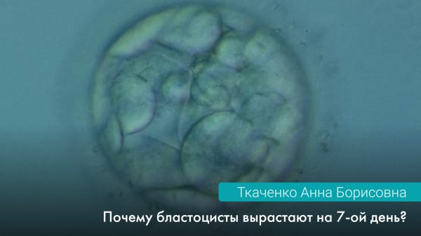 Почему бластоцисты вырастают на 7-ой день?