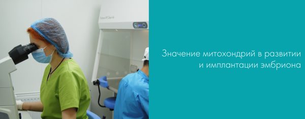 Значение митохондрий в развитии и имплантации эмбриона
