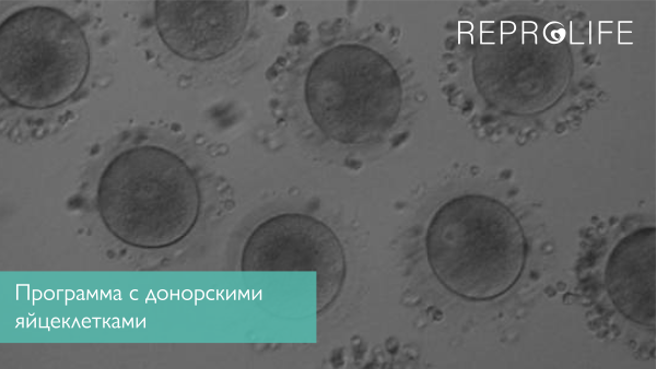 Программа с донорскими яйцеклетками в медицинском центре Reprolife  