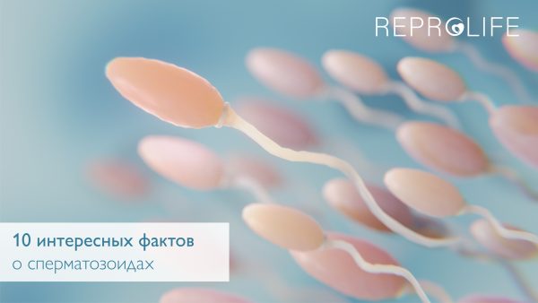 Интересные факты о сперматозоидах