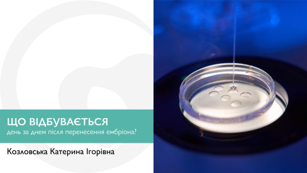 Що відбувається день за днем після перенесення ембріона?