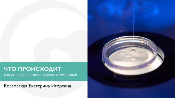 Что происходит изо дня в день после переноса эмбриона?