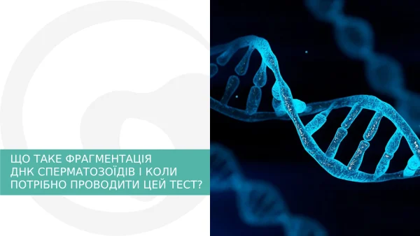 днк фрагментація сперматозоїдів