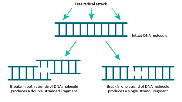 dna fragmentation