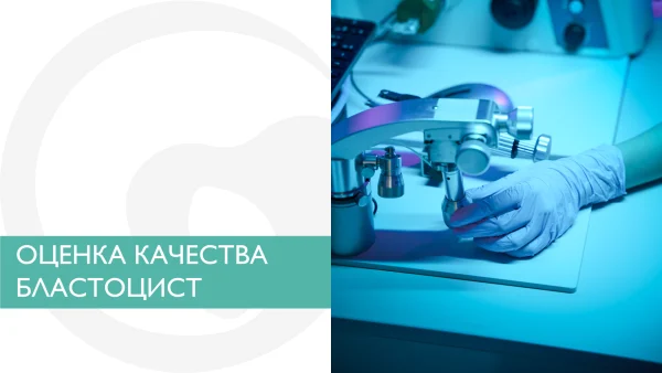 Оценка качества бластоцист