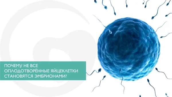 ПОЧЕМУ НЕ ВСЕ ОПЛОДОТВОРЁННЫЕ ЯЙЦЕКЛЕТКИ СТАНОВЯТСЯ ЭМБРИОНАМИ?