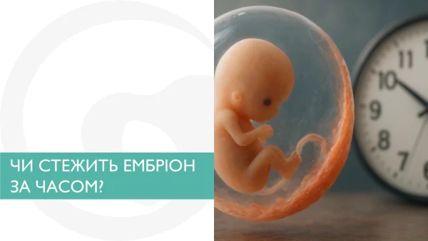 Чи стежить ембріон за часом?