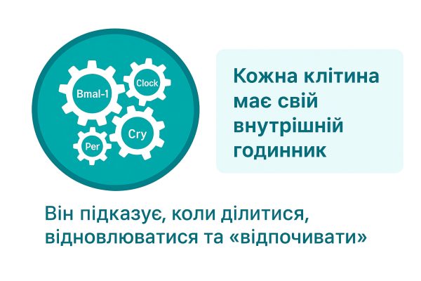 Чи стежить ембріон за часом?