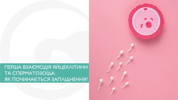 Перша взаємодія яйцеклітини та сперматозоїда: як починається запліднення?